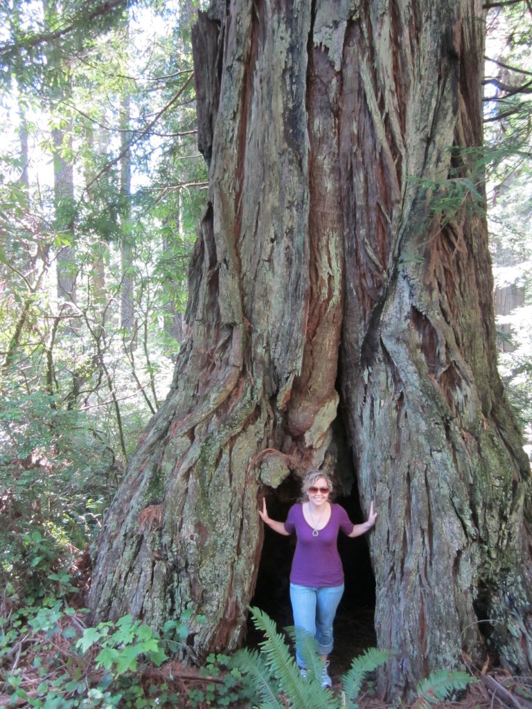 Redwood National Forest