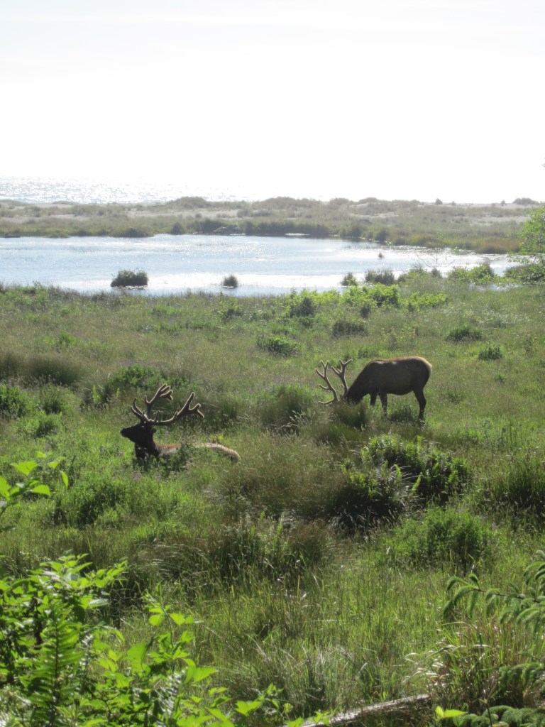 Elk at Golds Bluff Beach