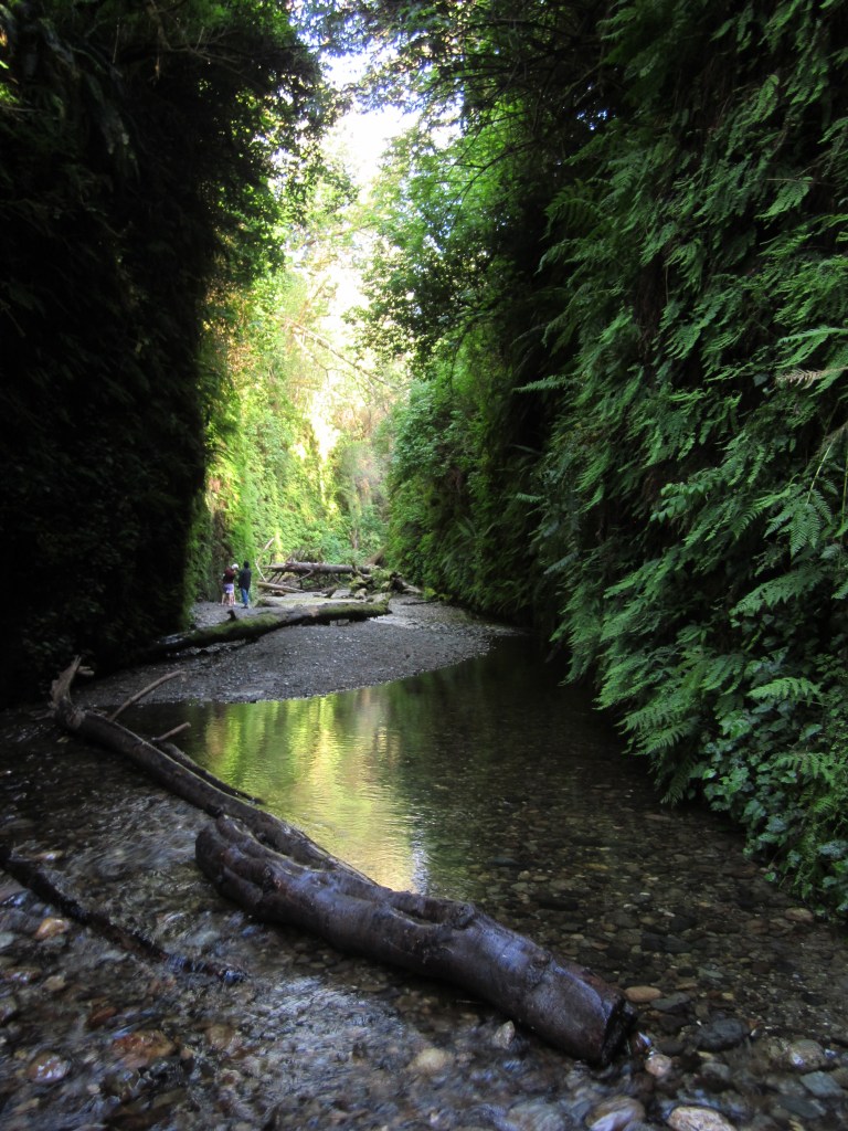 Fern Canyon