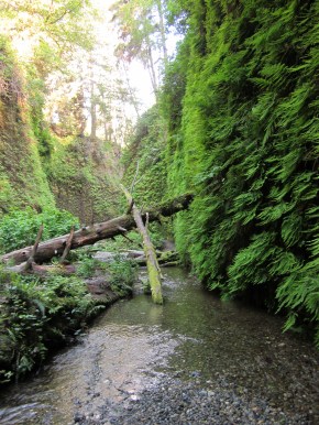 Fern Canyon