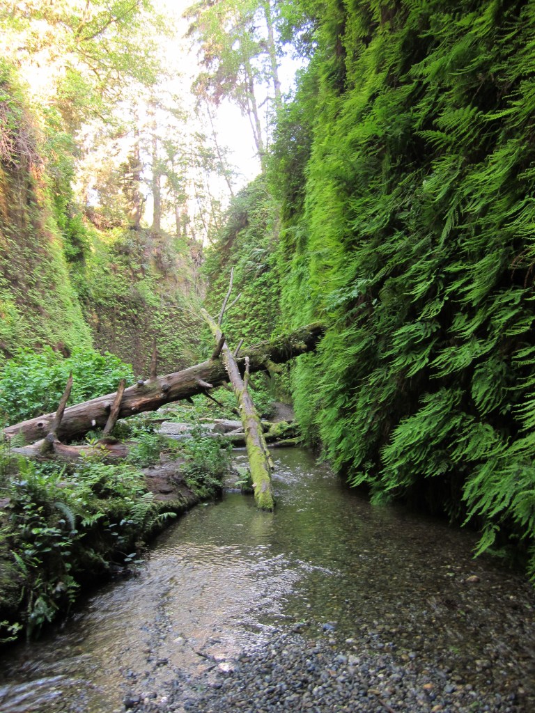 Fern Canyon