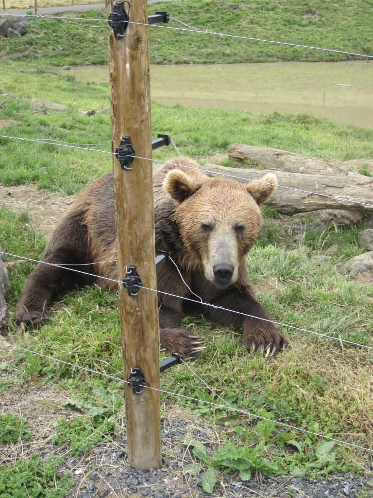 Brown Bear- Wildlife Safari