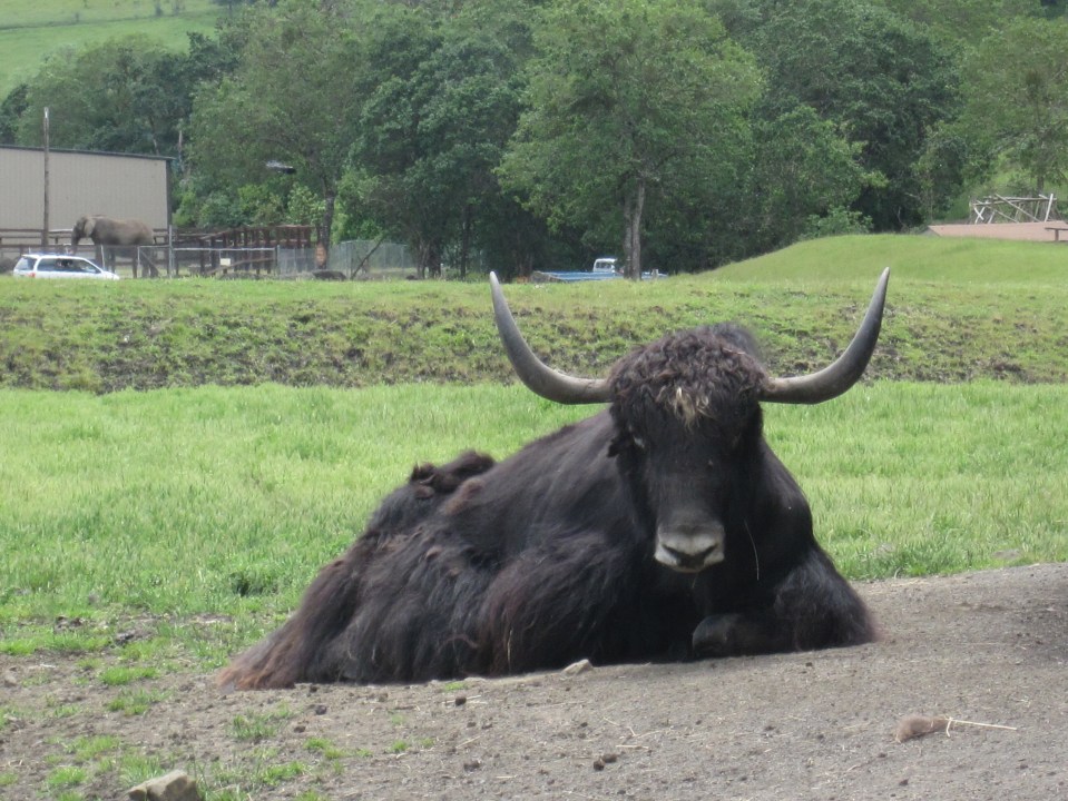 Tibetan Yak - Wildlife Safari