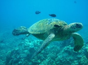 Large Sea Turtle - Photo by Kai Kanani