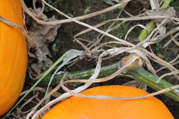 Tiny Frog at the Pumpkin Patch